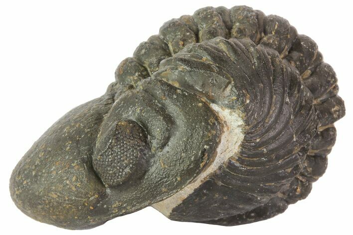 Partially Enrolled Reedops Trilobite - Atchana, Morocco #67039